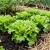 Lettuce Looseleaf Green Ice Lactuca Sativa Seeds