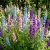 Rocket Larkspur Delphinium Consolida Ajacis Seeds