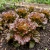 Lettuce Looseleaf Red Sails Lactuca Sativa Seeds 