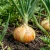  Onion Sweet Spanish Yellow Allium Cepa Seeds