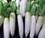 Radish Daikon Oriental Raphanus Sativus Seeds 