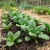 Spinach Hybrid 7 Spinacia Oleracea Seeds