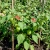 Tomatillo Green Physalis Philadelphica Seeds 