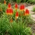 Red Hot Poker Torch Lily Kniphofia Uvaria Royal Castle Seeds 