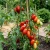 Tomato Roma Plum VFN Lycopersicon Esculentum Seeds
