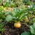 Turnip Golden Globe Brassica Rapa Seeds