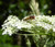 Dill Bouquet Anethum Graveolens Seeds 3