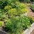 Dill Bouquet Anethum Graveolens Seeds 