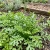 Cress Curled Peppergrass Lepidium Sativum Seeds