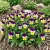 Johnny Jump Up Viola Cornuta Seeds