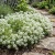 Alyssum White Carpet of Snow Lobularia Maritima Seeds