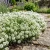Alyssum Sweet Lobularia Maritima Seeds