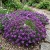 Alyssum Purple Royal Carpet Lobularia Maritima Seeds 