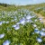 Baby Blue Eyes Nemophila Menziesii Seeds 