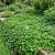 Dichondra Dichondra Repens Bulk Seeds 