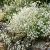 Baby's Breath Gypsophila Elegans Seeds