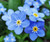 Forget Me Not Myosotis Sylvatica Bulk Seeds