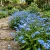 Forget Me Not Myosotis Sylvatica Bulk Seeds