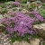 Creeping Thyme Thymus Serpyllum Seeds 