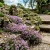 Creeping Thyme Thymus Serpyllum Seeds  2