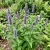 Lavender Hyssop Agastache Foeniculum Bulk Seeds