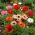  Oriental Poppy Mix Papaver Orientale Seeds 
