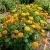 Marigold Crackerjack Mix Tagetes Erecta Seeds