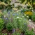 Cornflower Blue Tall Centaurea Cyanus Seeds 2