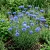 Cornflower Blue Tall Centaurea Cyanus Seeds