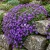  Rock Cress Purple Aubrieta Deltoidea Seeds