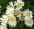 Aster White Upland Aster Ptarmicoides Seeds