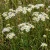 Aster White Upland Aster Ptarmicoides Seeds