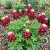 Maroon Red Texas Bluebonnet Seeds Lupinus Texensis
