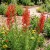 Standing Cypress Ipomopsis Rubra Seeds