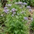 Lacy Phacelia Phacelia Tanacetifolia Seeds