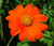 Sunflower Mexican Torch Tithonia Rotundifolia Seeds