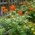 Sunflower Mexican Torch Tithonia Rotundifolia Seeds