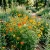 Cosmos Sulphur Mix Cosmos Sulphureus Seeds 
