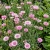 Cornflower Pink Tall Centaurea Cyanus Seeds 