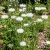Cornflower White Tall Centaurea Cyanus Seeds