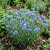 Cornflower Blue Dwarf Centaurea Cyanus Seeds