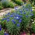 Cornflower Blue Dwarf Centaurea Cyanus Seeds 2