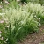 Prairie Junegrass Koeleria Cristata Seeds 