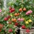 Abutilon Bellevue Mix Abutilon Hybridum Seeds 