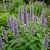 Agastache Giant Hyssop Lavender Blue Agastache Mexicana Seeds
