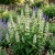 Agastache Giant Hyssop White Agastache Mexicana Seeds 