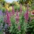 Agastache Heather Queen Agastache Cana Seeds