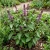 Basil Cinnamon Organic Ocimum Basilicum Seeds