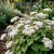 Ageratum White Ageratum Mexicanum Seeds 