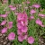 Agrostemma Rose Agrostemma Githago Milas Seeds 